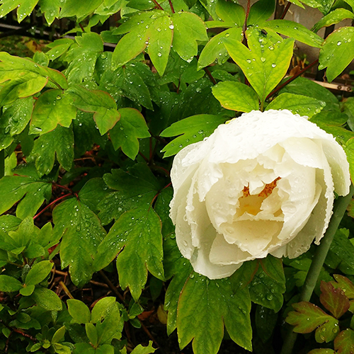 【くらしの歳時記】<br>4月20日は「穀雨」