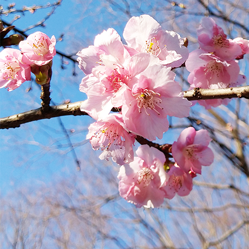 【くらしの歳時記】<br>2月18日は「雨水」