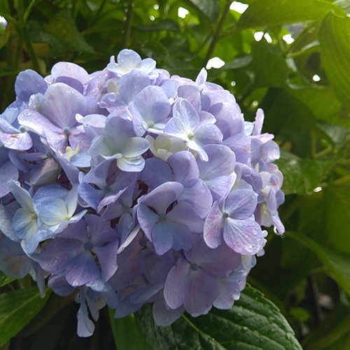 【くらしの歳時記】<br>6月5日は「芒種」